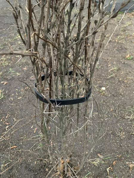 Хомут стяжка для подвязки кустов, растений черный 55 см 5 шт Благодатное земледелие